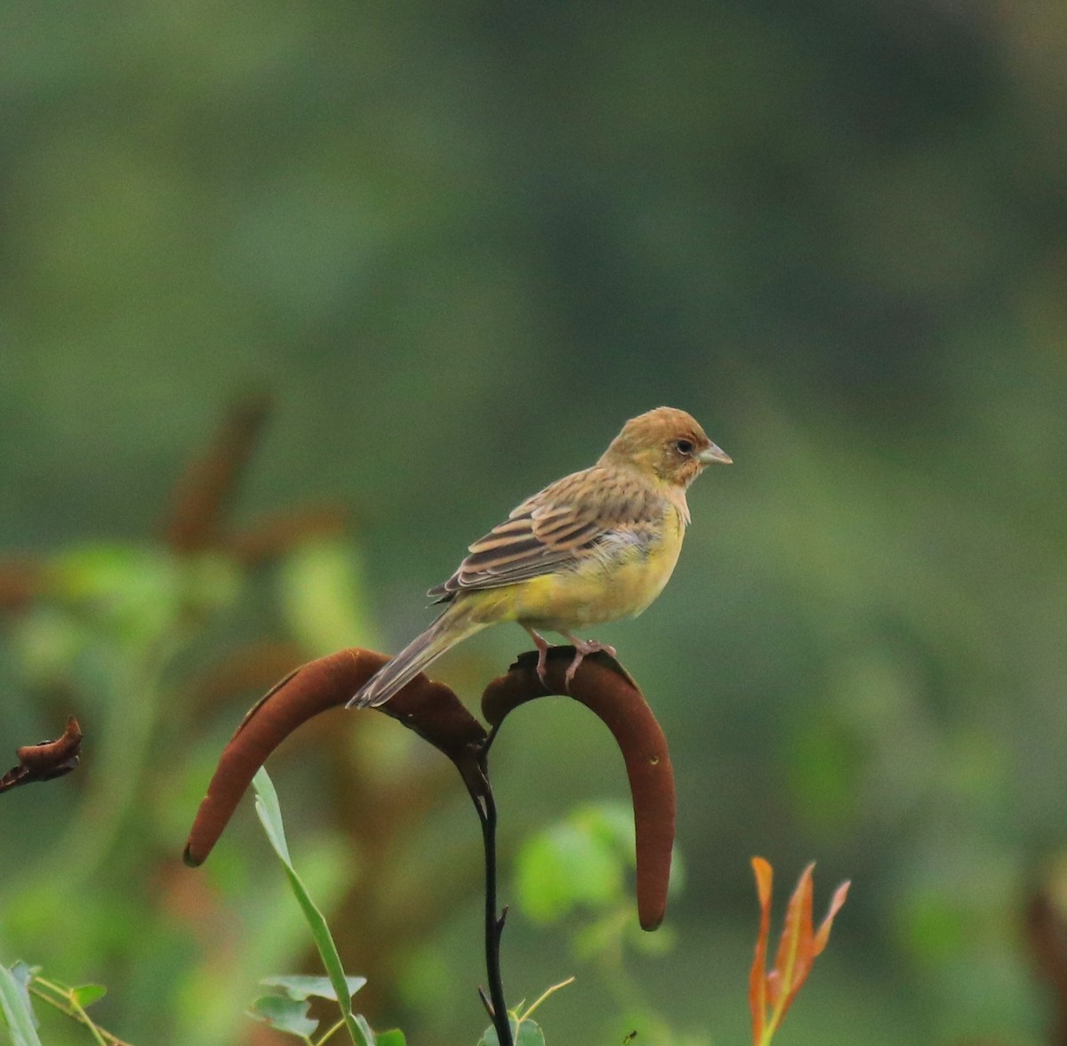 Red-headed Bunting - ML632247119