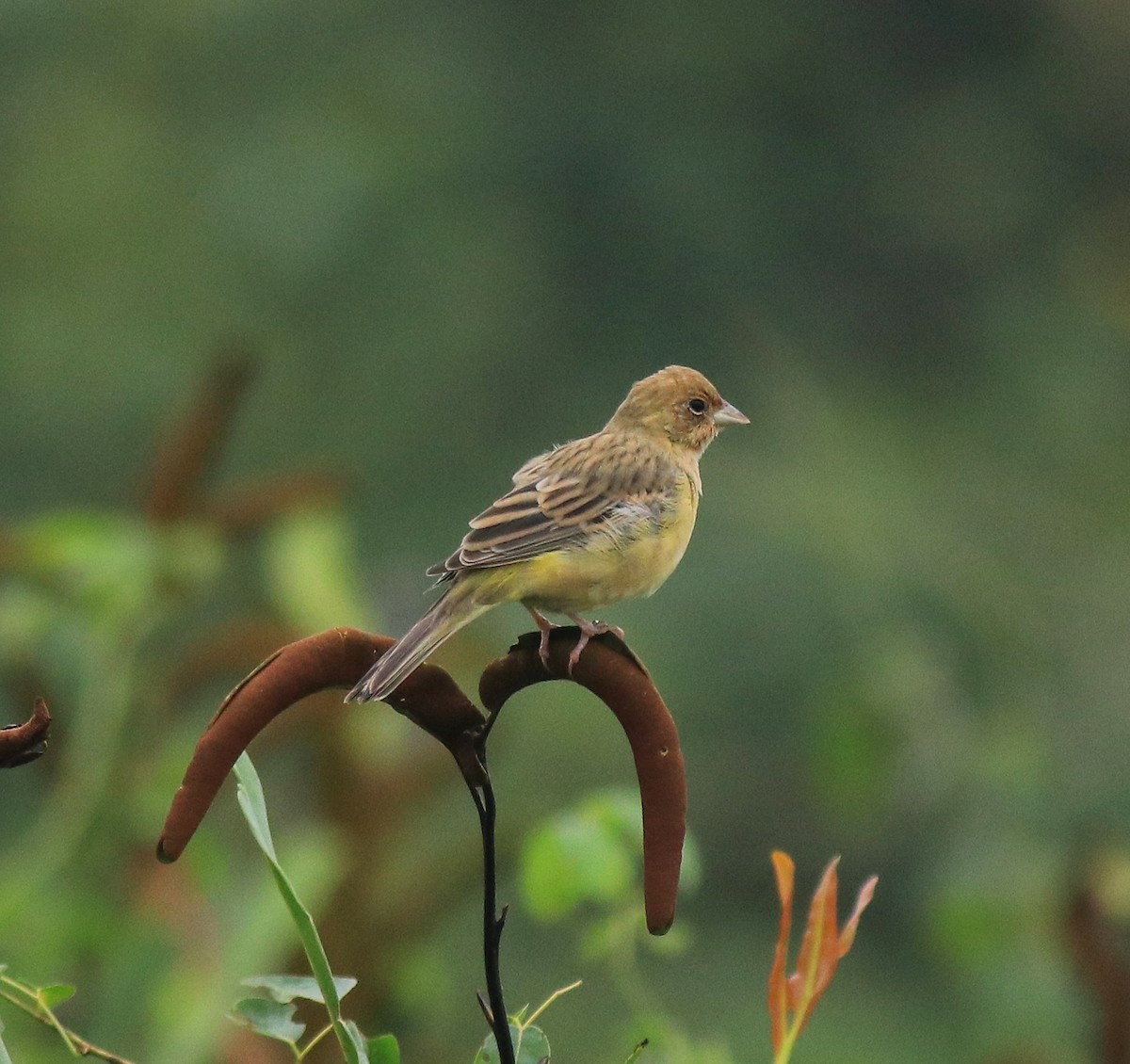 Red-headed Bunting - ML632247120