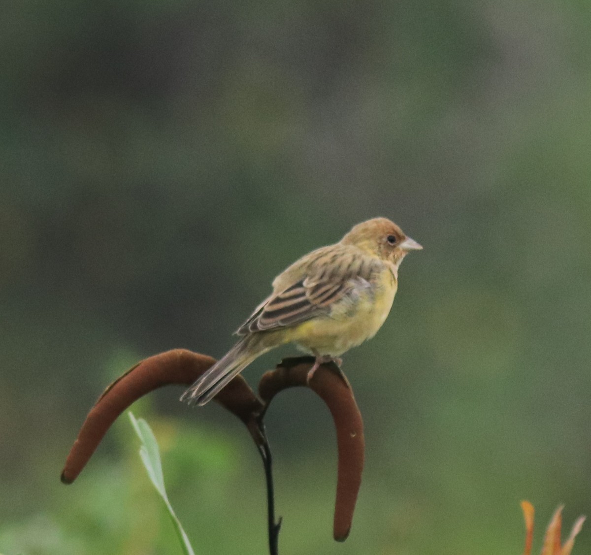 Red-headed Bunting - ML632247124