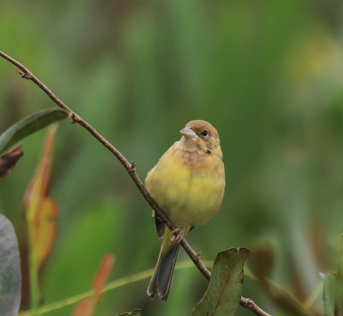 Red-headed Bunting - ML632247159