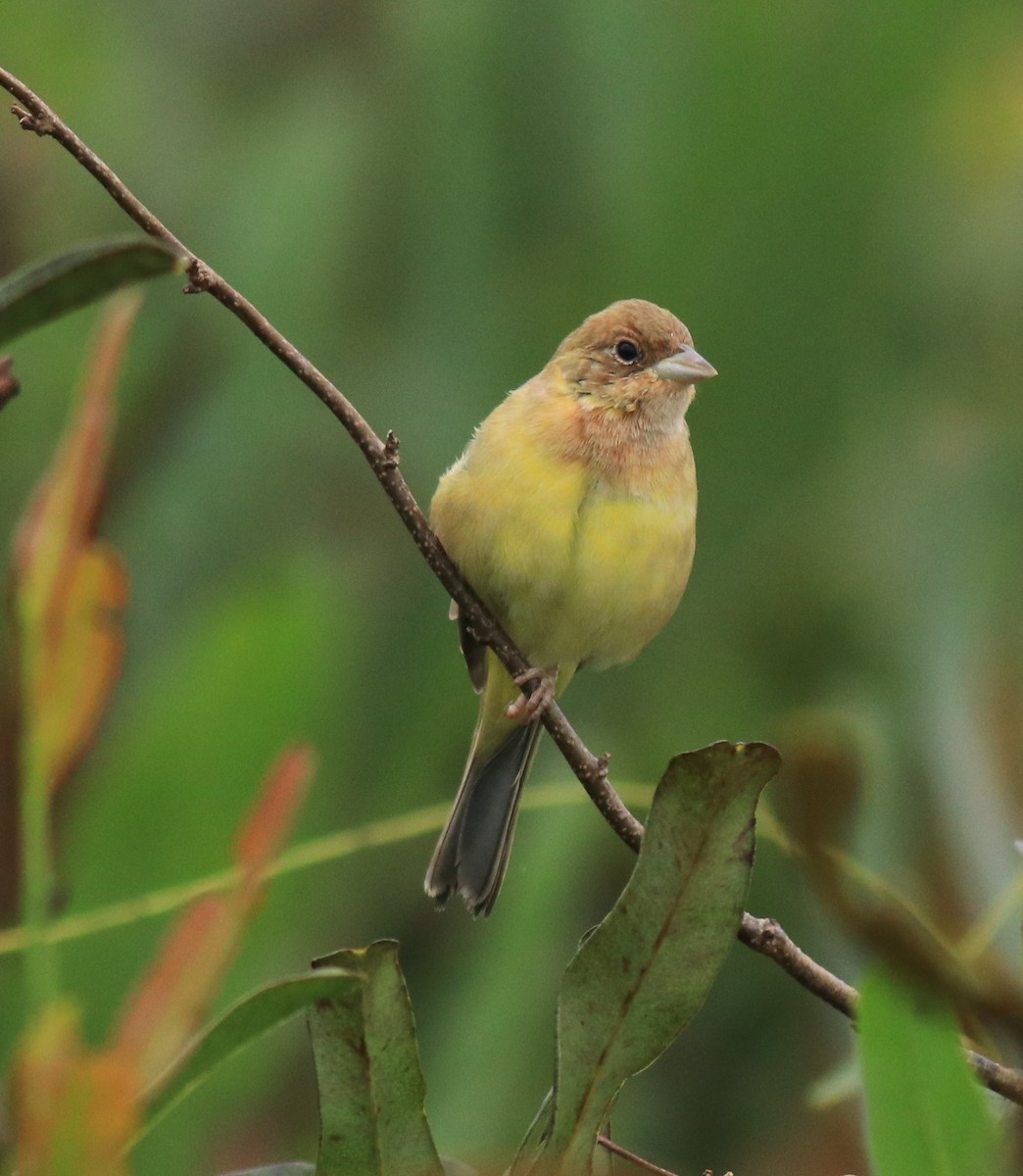Red-headed Bunting - ML632247160