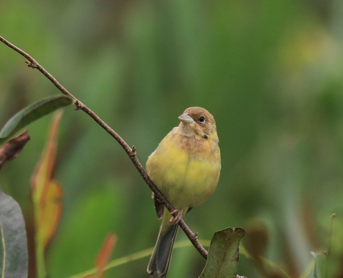 Red-headed Bunting - ML632247161