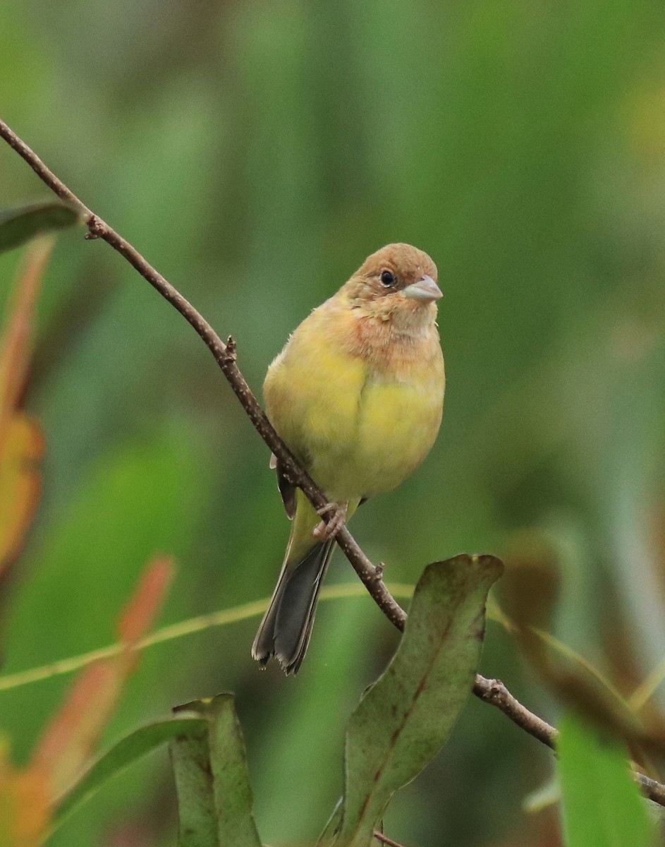 Red-headed Bunting - ML632247162