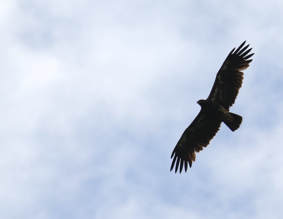 Greater Spotted Eagle - ML63224721