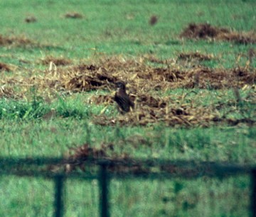 Rain Quail - ML632247404