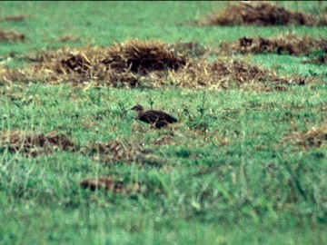 Rain Quail - ML632247410