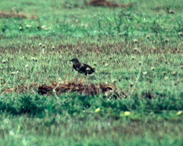 Rain Quail - ML632247419
