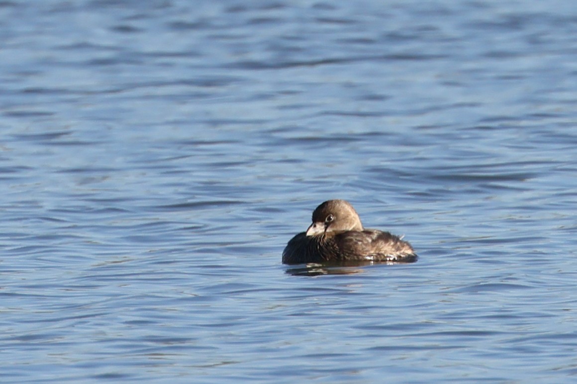 Pied-billed Grebe - ML632247601