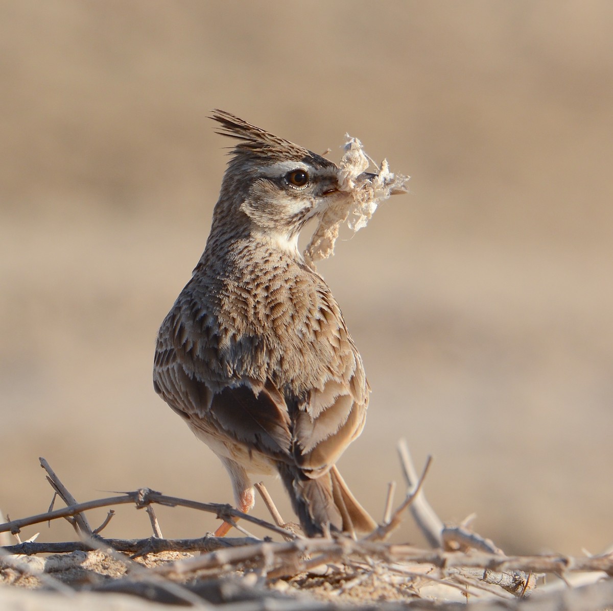 Crested Lark (Crested) - ML632247670