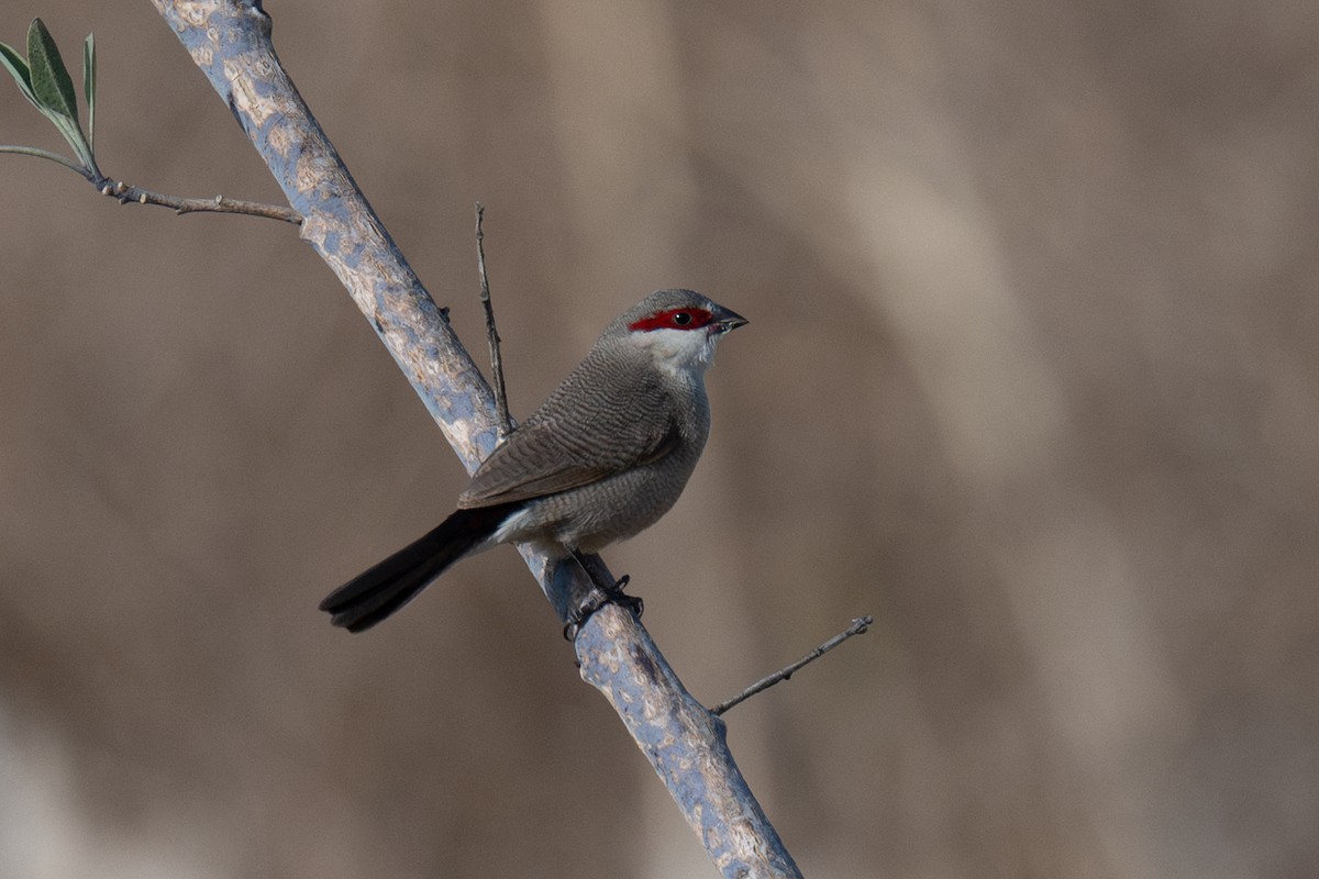 Arabian Waxbill - ML632247731