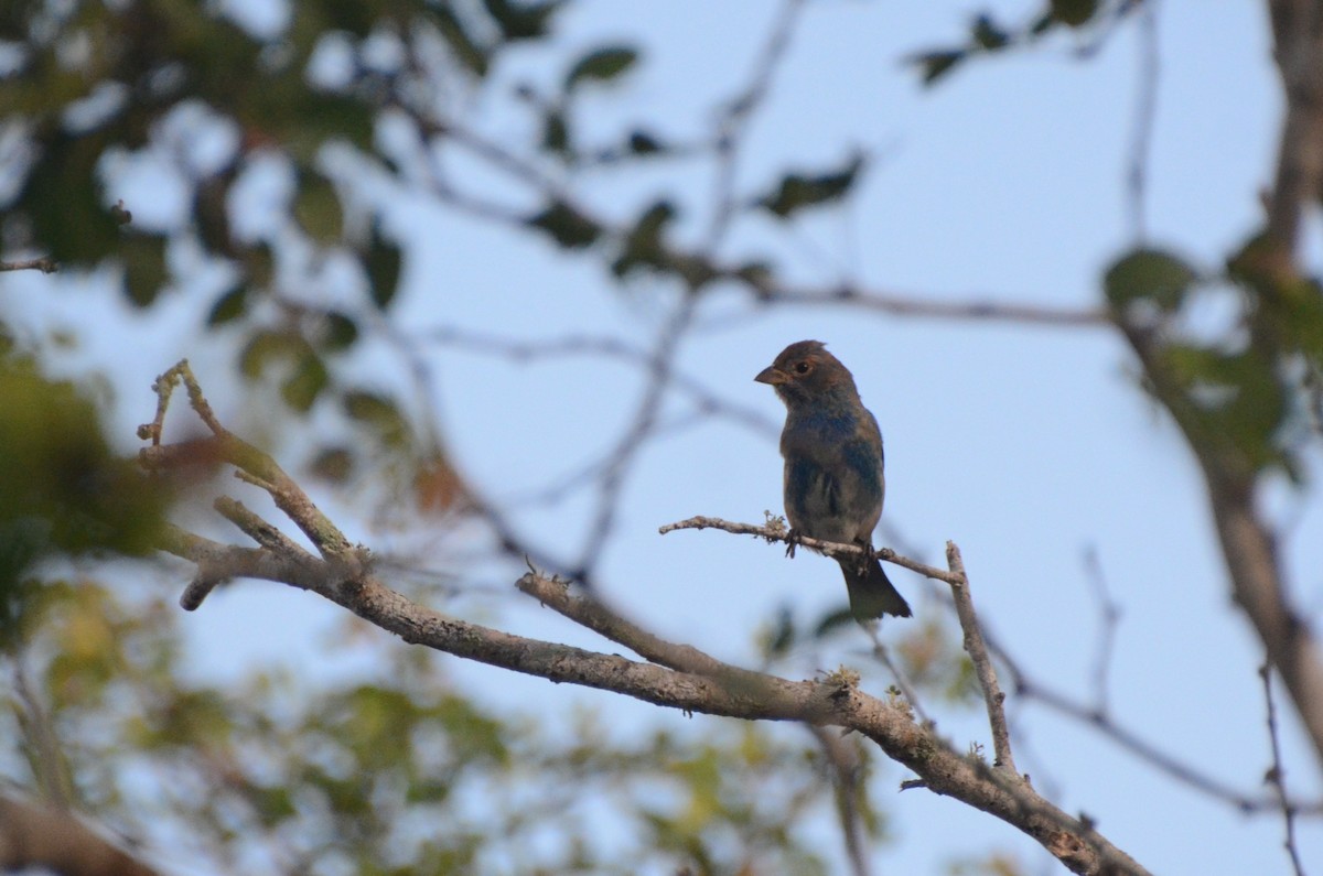 Indigo Bunting - ML632247864