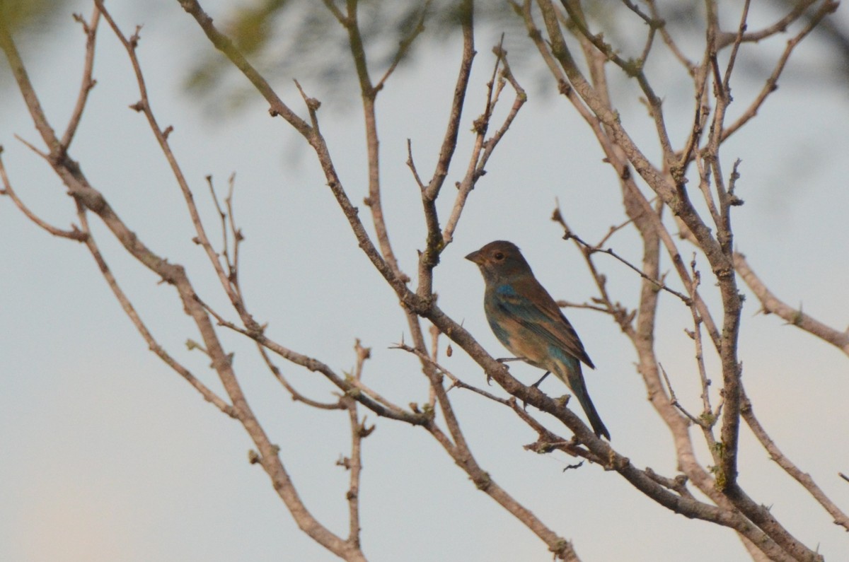 Indigo Bunting - ML632247885