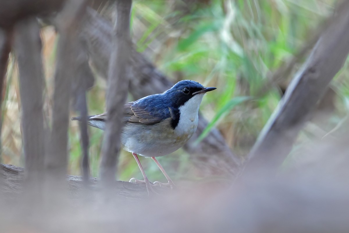 コルリ - ML632247966