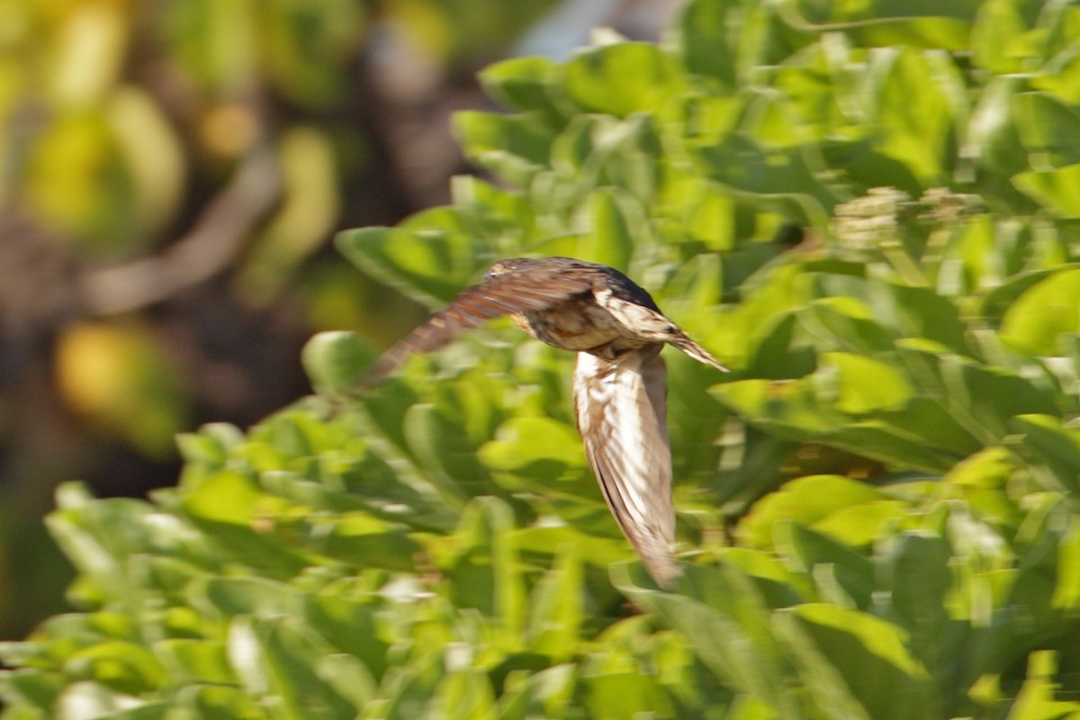 マミジロ - ML632247988