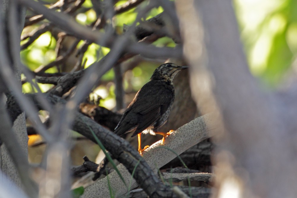 マミジロ - ML632247989