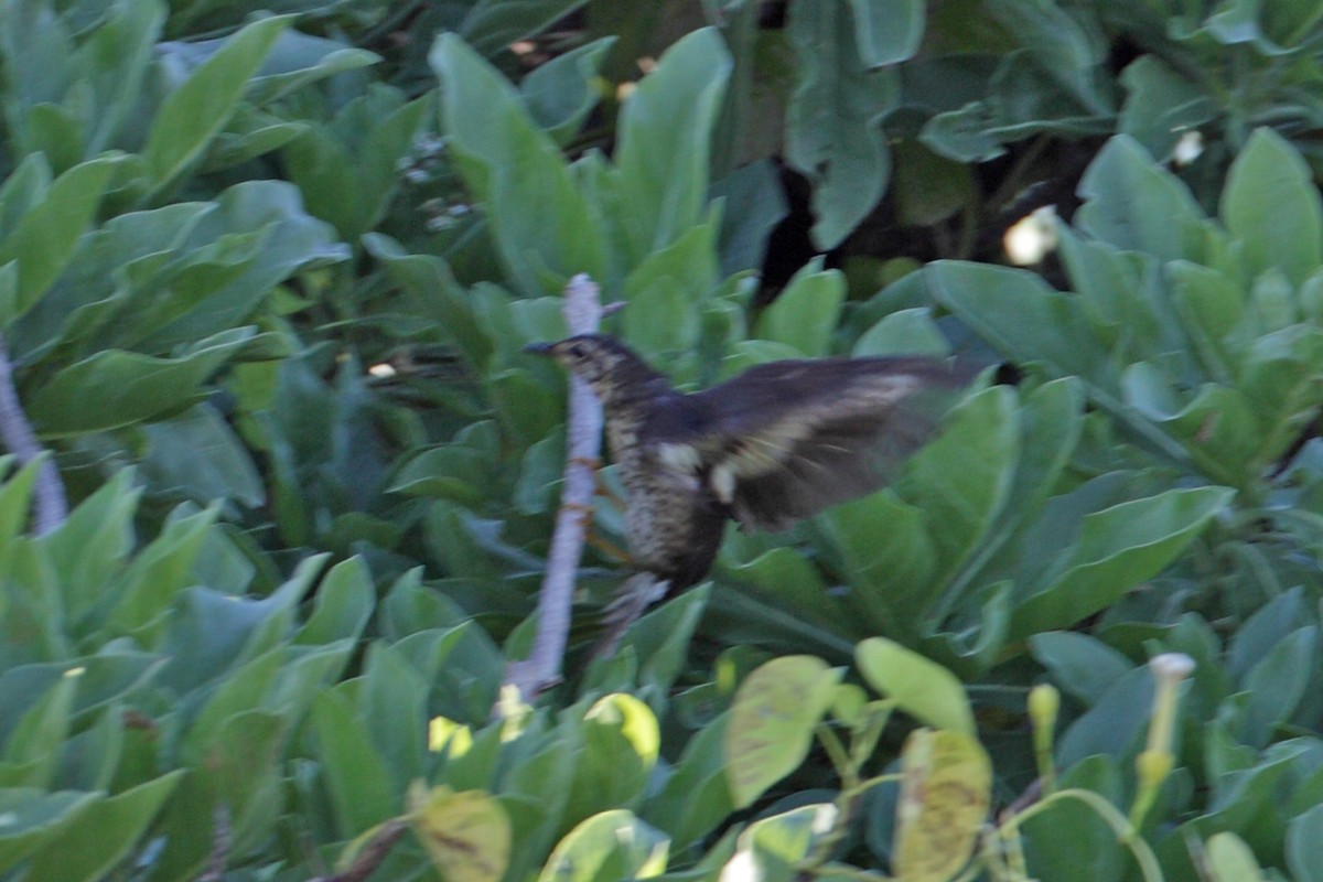 マミジロ - ML632247990