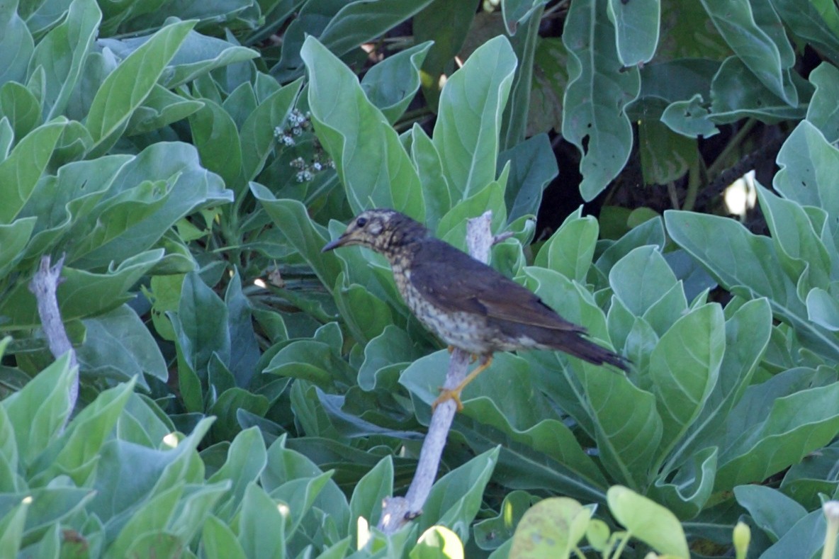 マミジロ - ML632247991