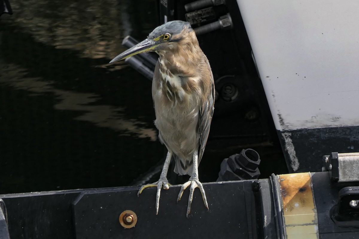 Little Heron - ML632248024