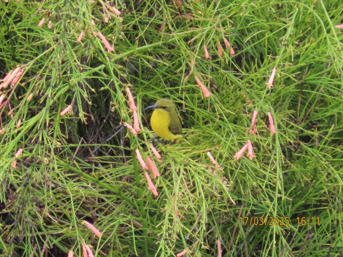 Sahul Sunbird - ML632248158
