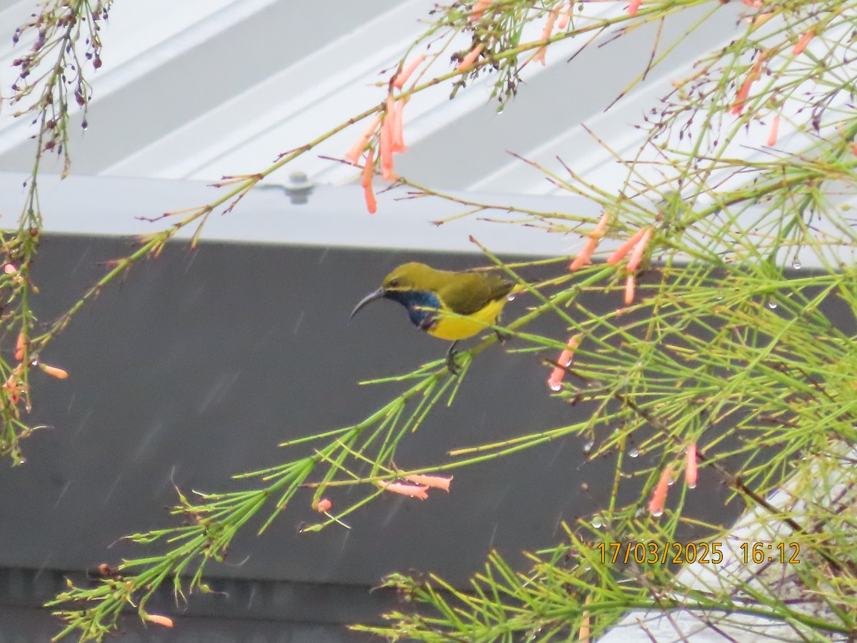 Sahul Sunbird - ML632248162