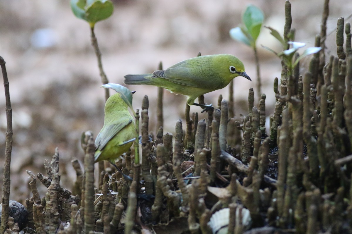 Australian Yellow White-eye - ML632248297