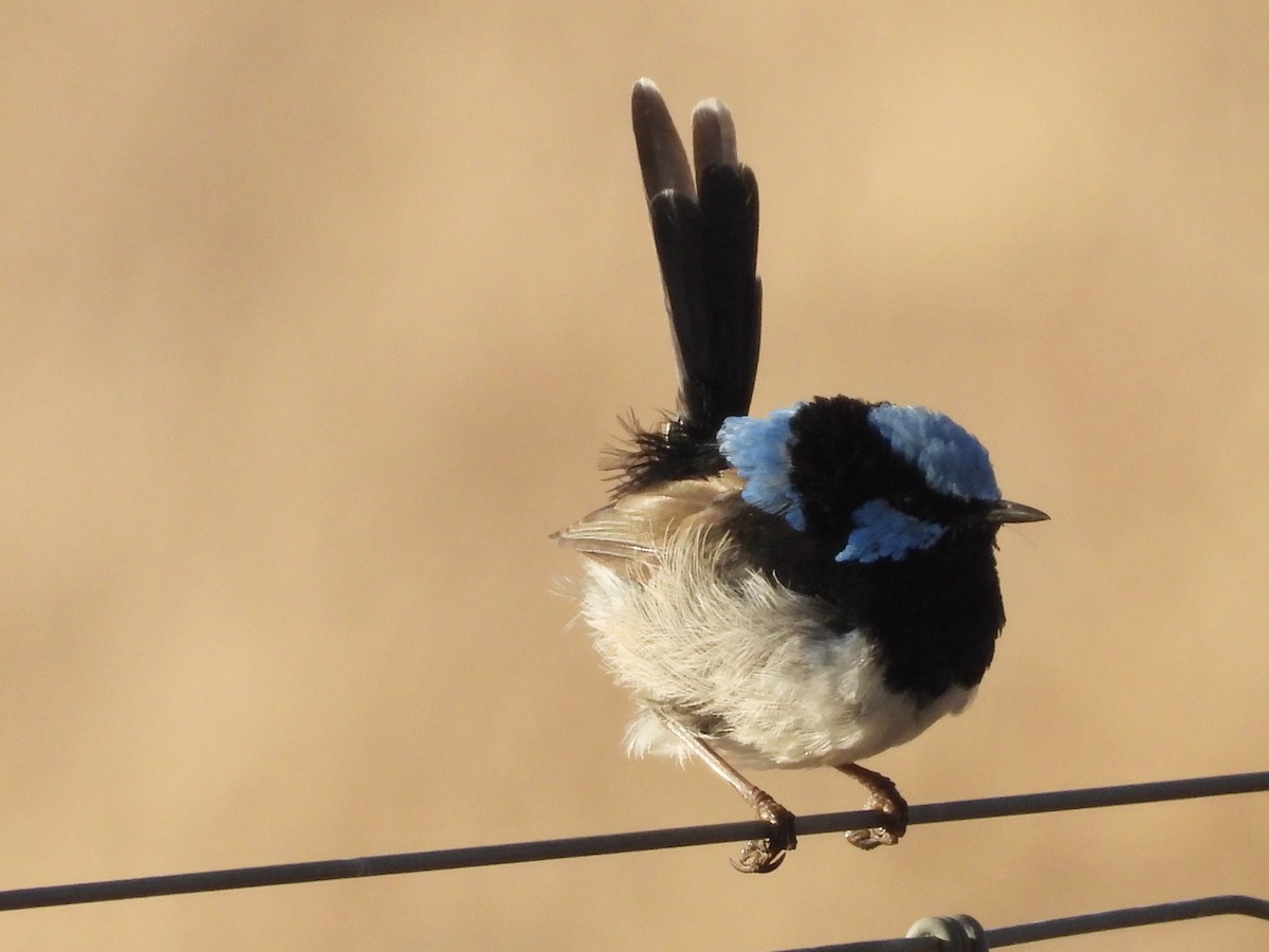 Superb Fairywren - ML632248444