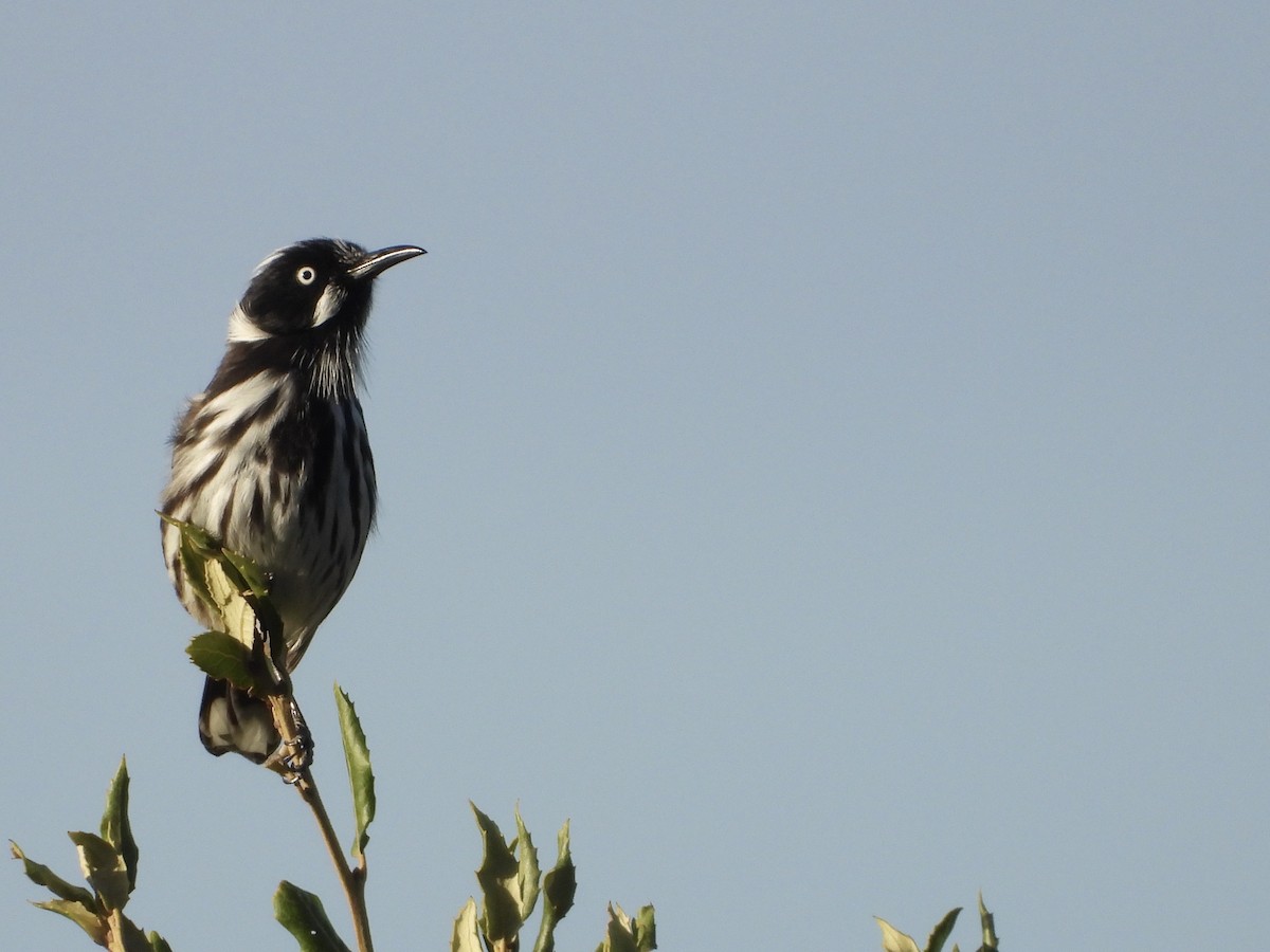 New Holland Honeyeater - ML632248447