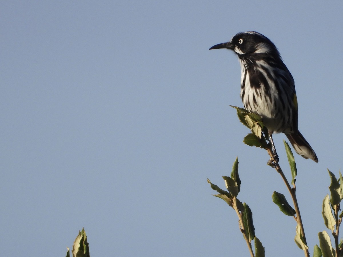 New Holland Honeyeater - ML632248448