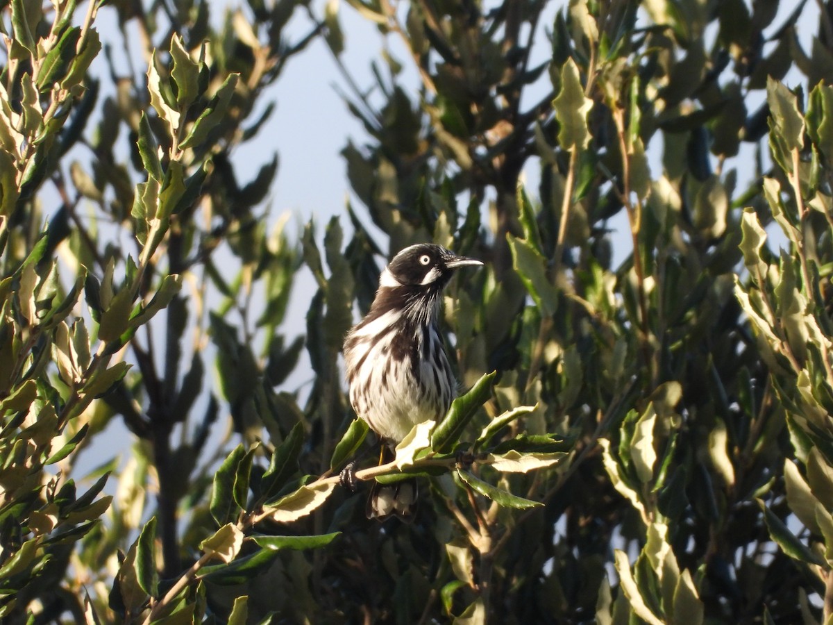 New Holland Honeyeater - ML632248449