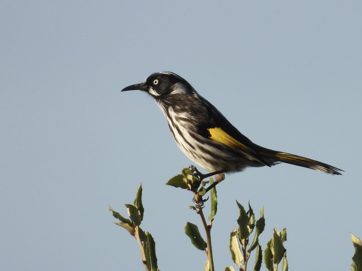 New Holland Honeyeater - ML632248450