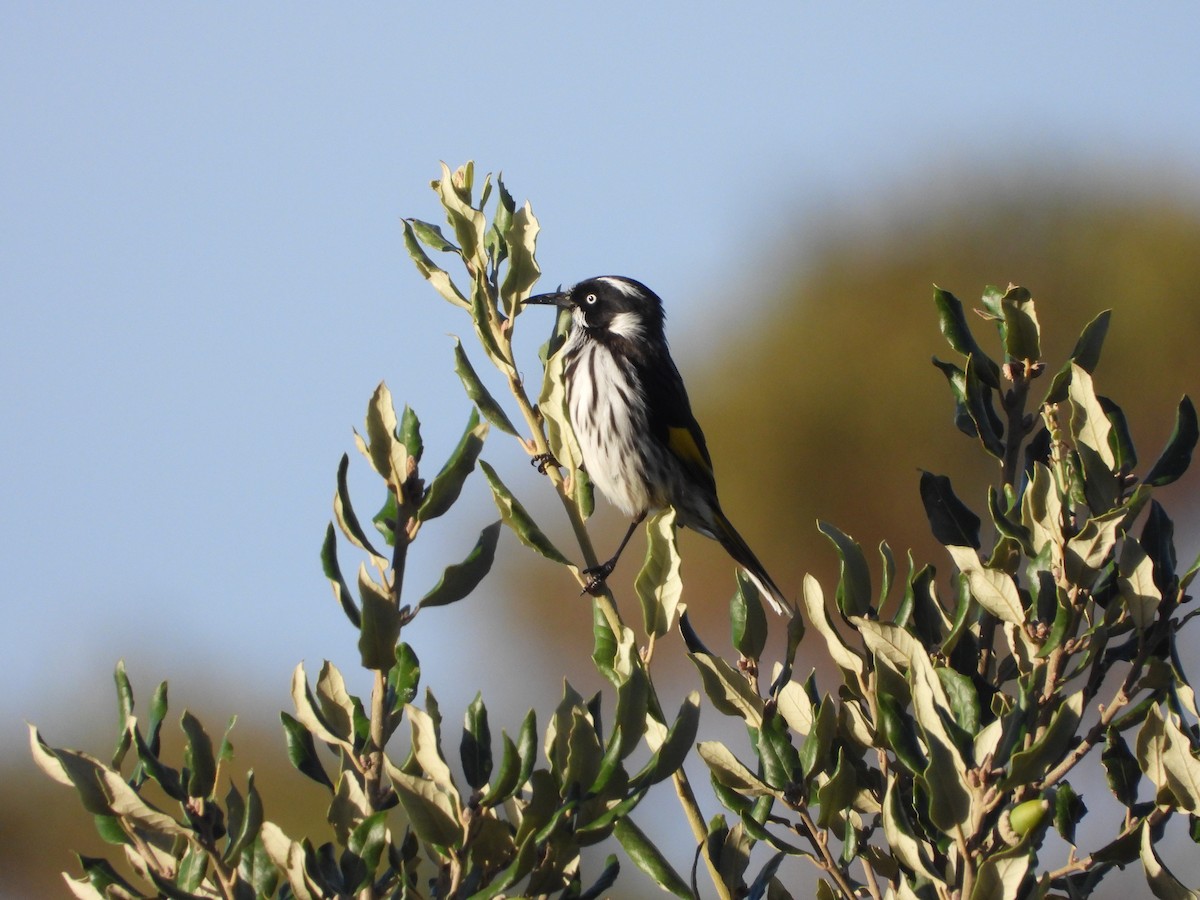 New Holland Honeyeater - ML632248451