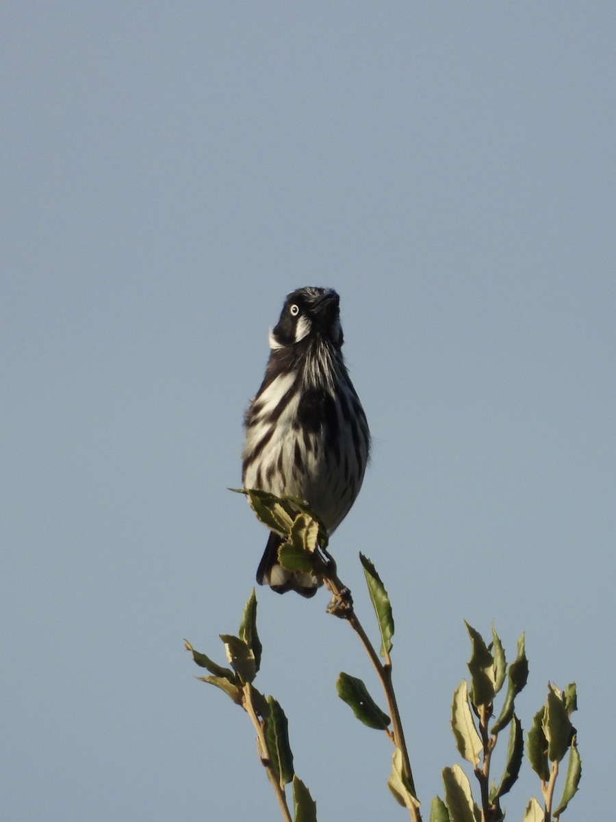New Holland Honeyeater - ML632248452