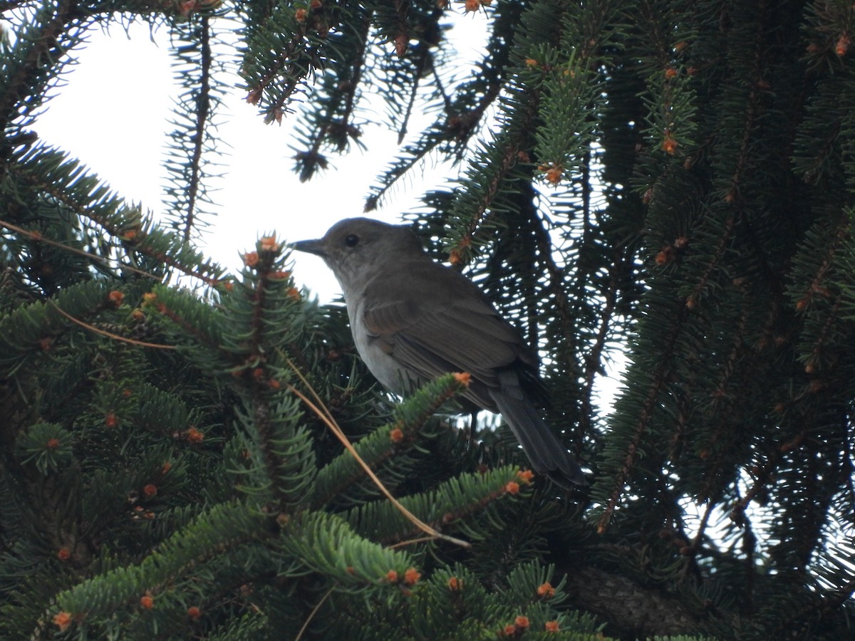 Gray Shrikethrush - ML632248455