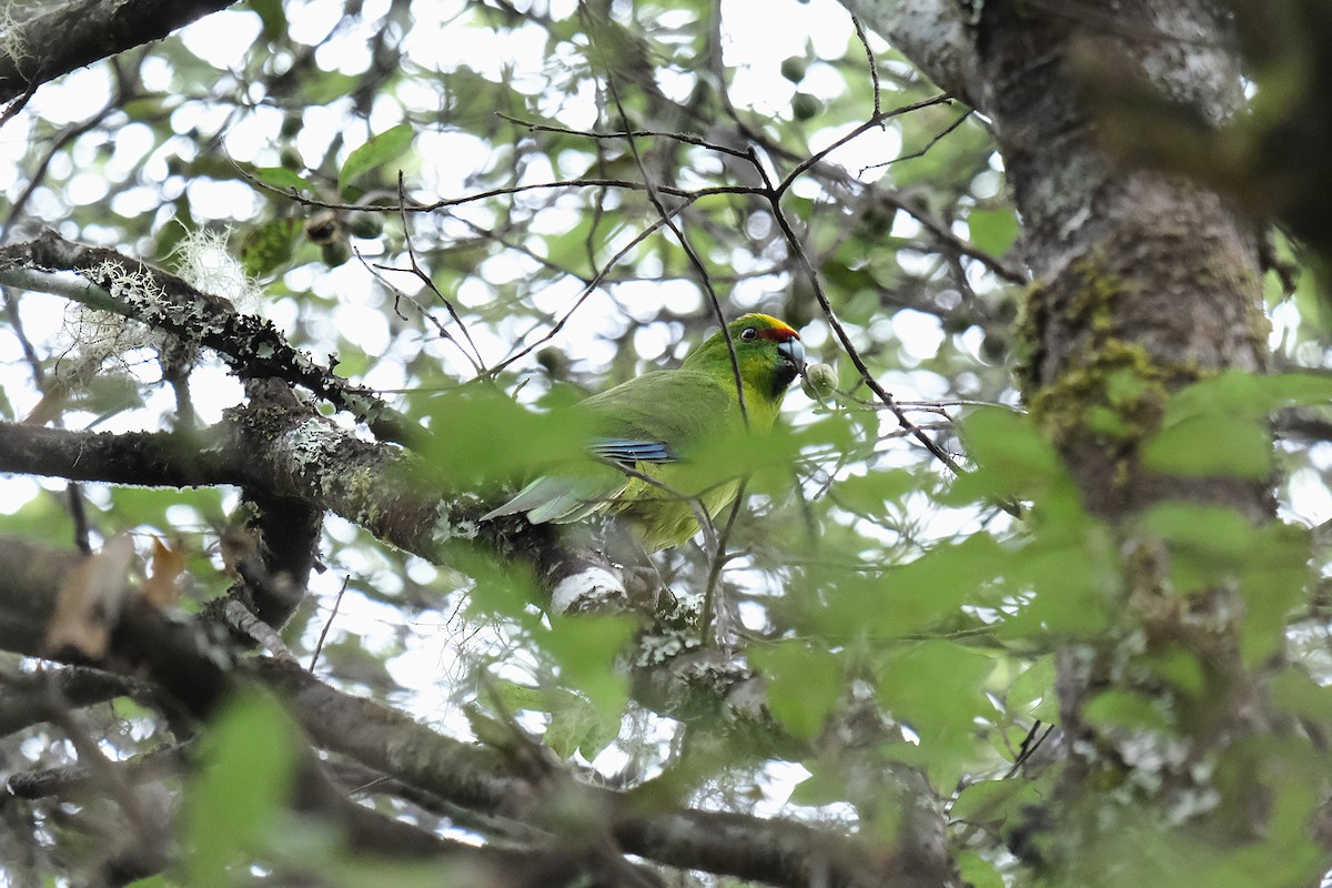 Yellow-crowned Parakeet - ML632248557