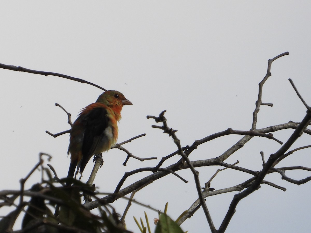 Scarlet Tanager - ML632248558