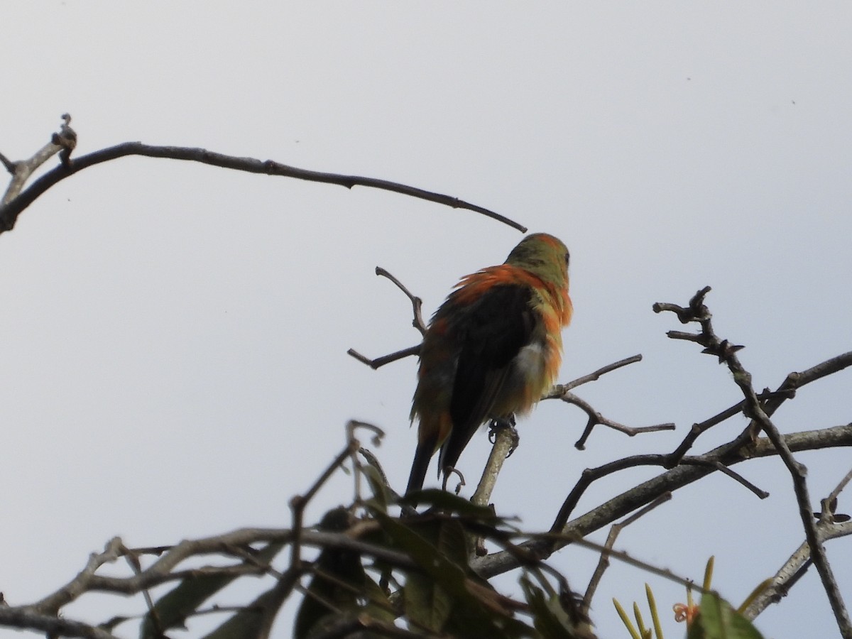 Scarlet Tanager - ML632248559