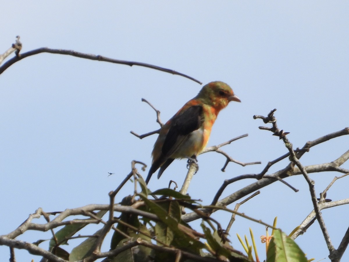 Scarlet Tanager - ML632248560