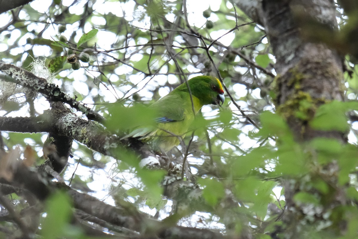 Yellow-crowned Parakeet - ML632248561