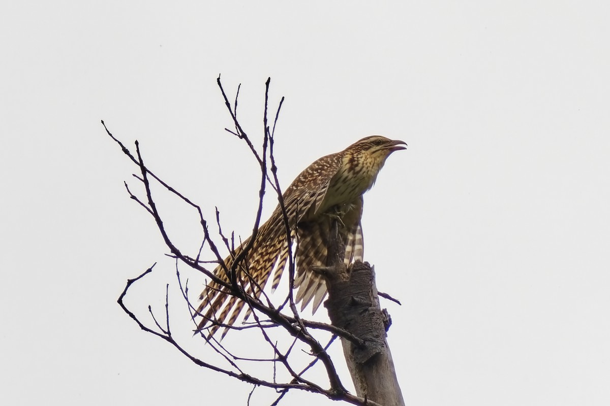 Long-tailed Koel - ML632248607