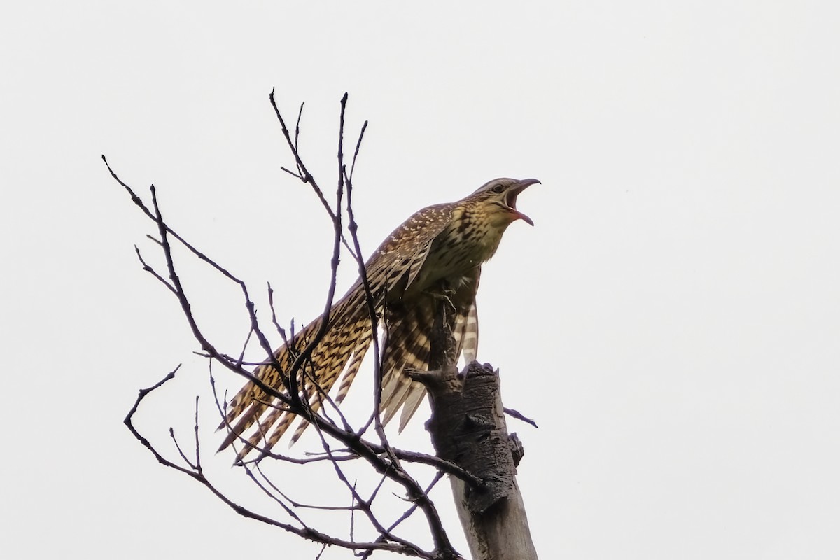 Long-tailed Koel - ML632248608