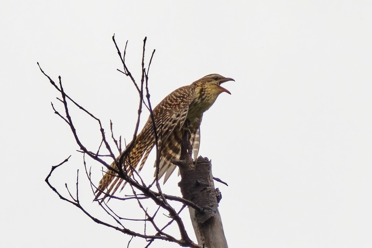 Long-tailed Koel - ML632248609