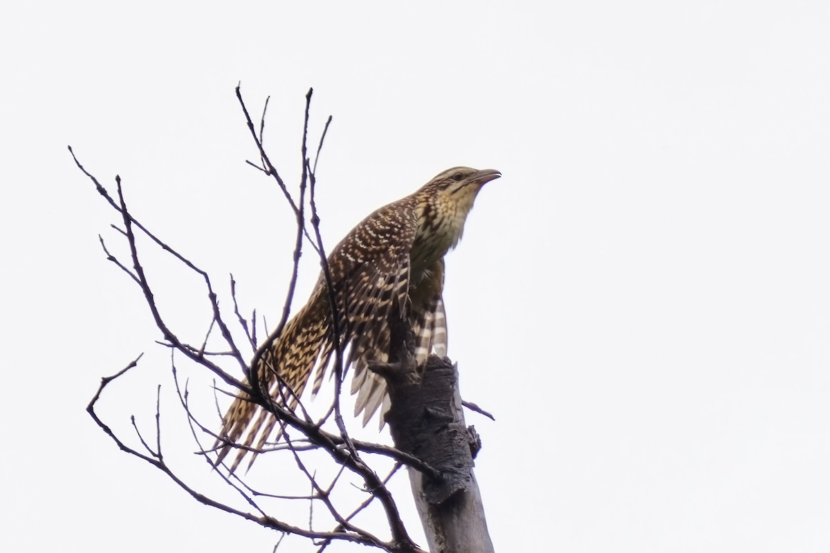 Long-tailed Koel - ML632248610