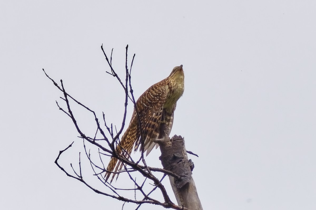 Long-tailed Koel - ML632248612