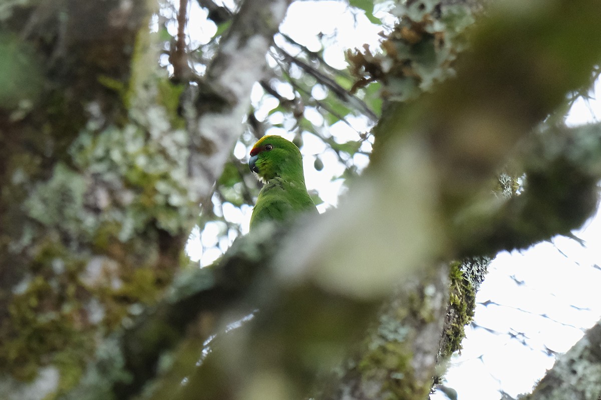 Yellow-crowned Parakeet - ML632248620