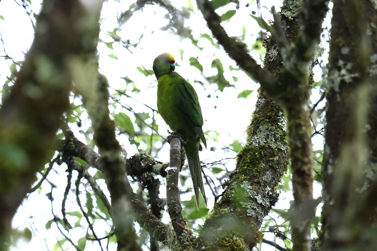 Yellow-crowned Parakeet - ML632248659