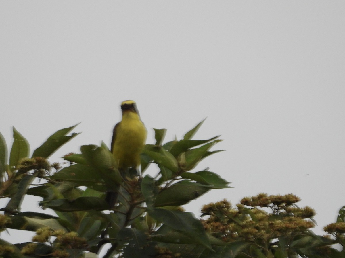 Limon Kaşlı Tiran - ML632248700