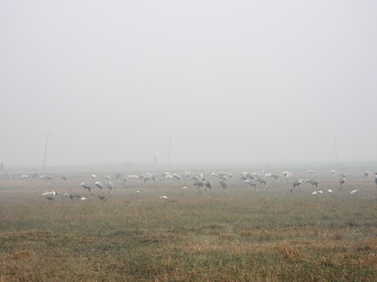 Grulla Sarus - ML632248724