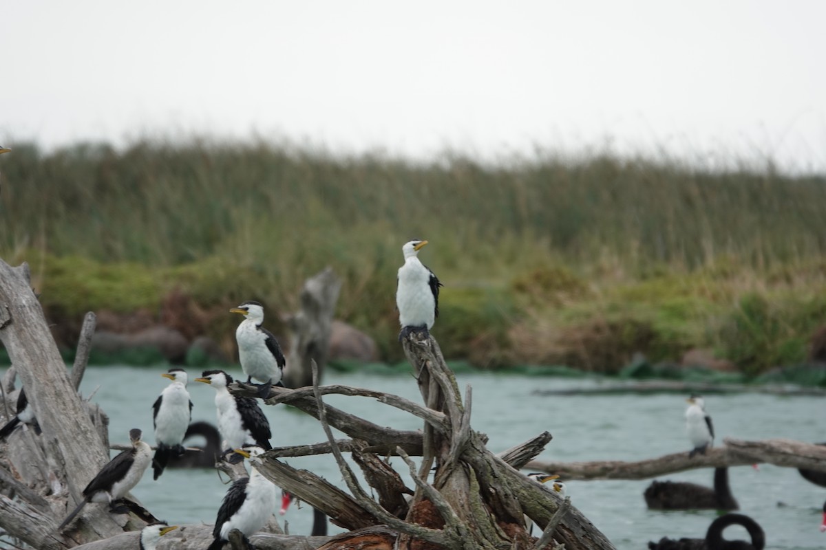 Cormorán Piquicorto - ML632248736