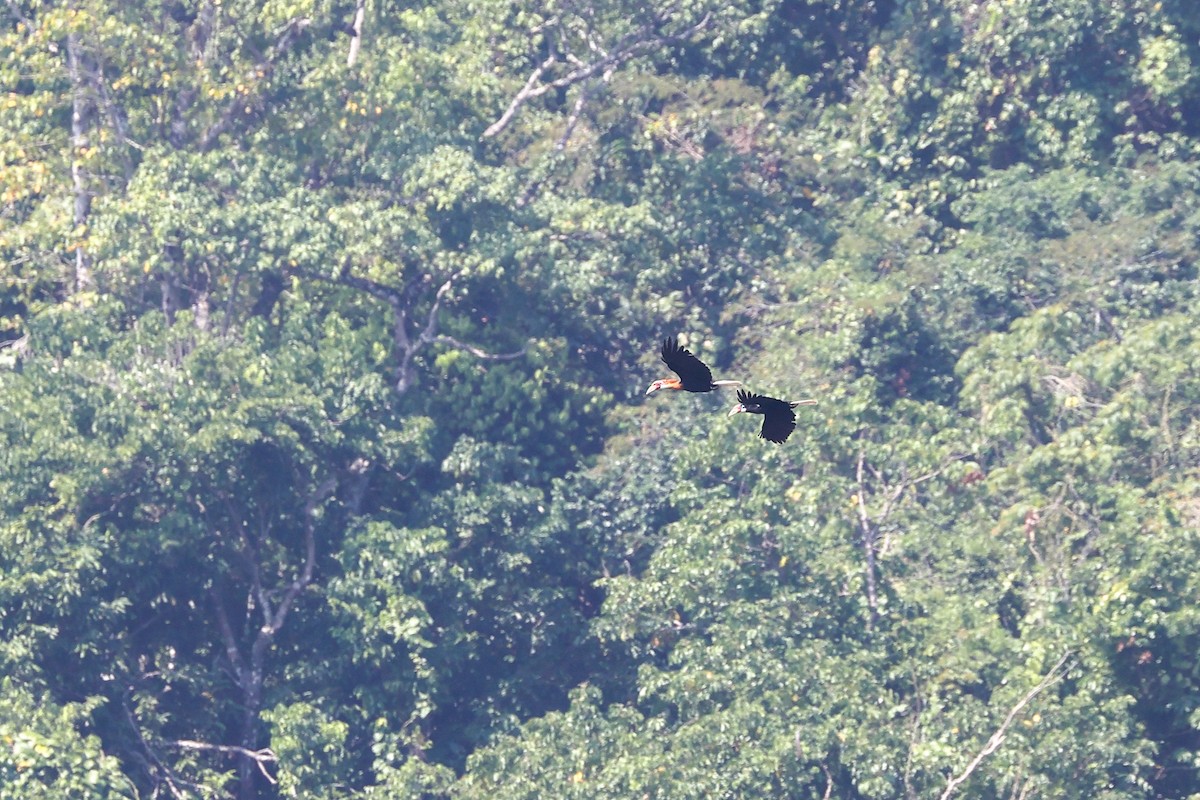 Narcondam Hornbill - ML632248793