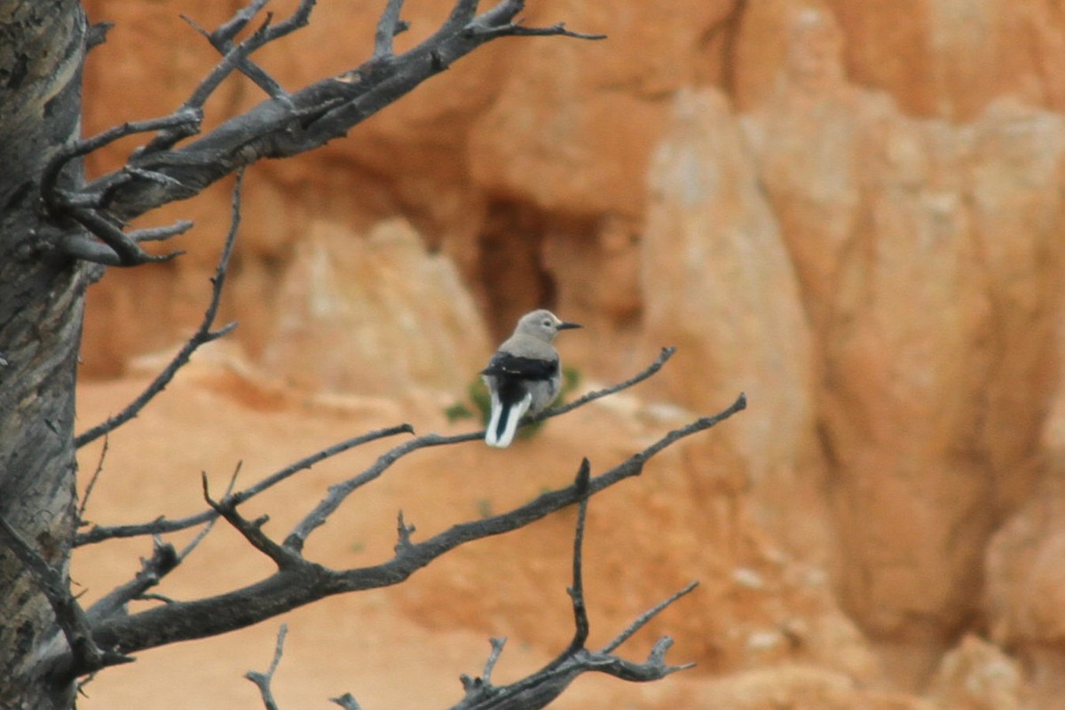 Американская кедровка - ML632248895